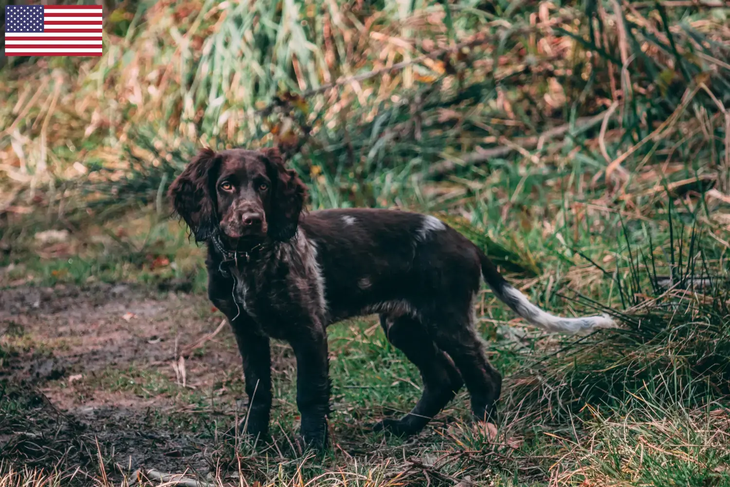 Wachtelhund alemão cachorros e criadores EUA Aqui pode encontrar criadores de Cães de Codorniz Alemã nos EUA.