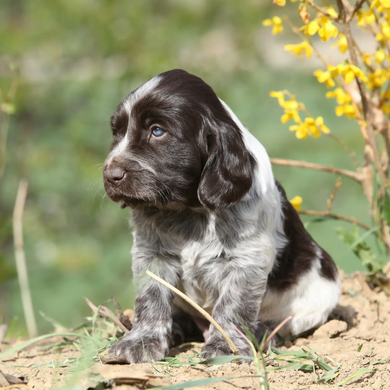 Comprar um cachorro de cão de guarda alemão significa assumir a responsabilidade! Comprar cachorros de cão de guarda alemão.