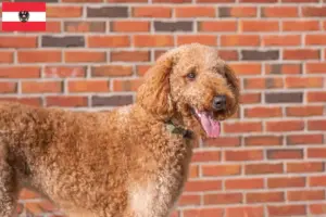 Read more about the article Criadores de Goldendoodle e cachorros na Áustria