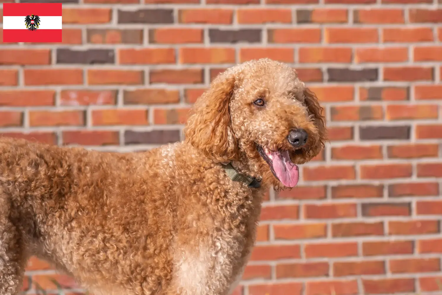 Cachorros Goldendoodle e criadores Áustria Aqui pode encontrar criadores de Goldendoodles na Áustria.