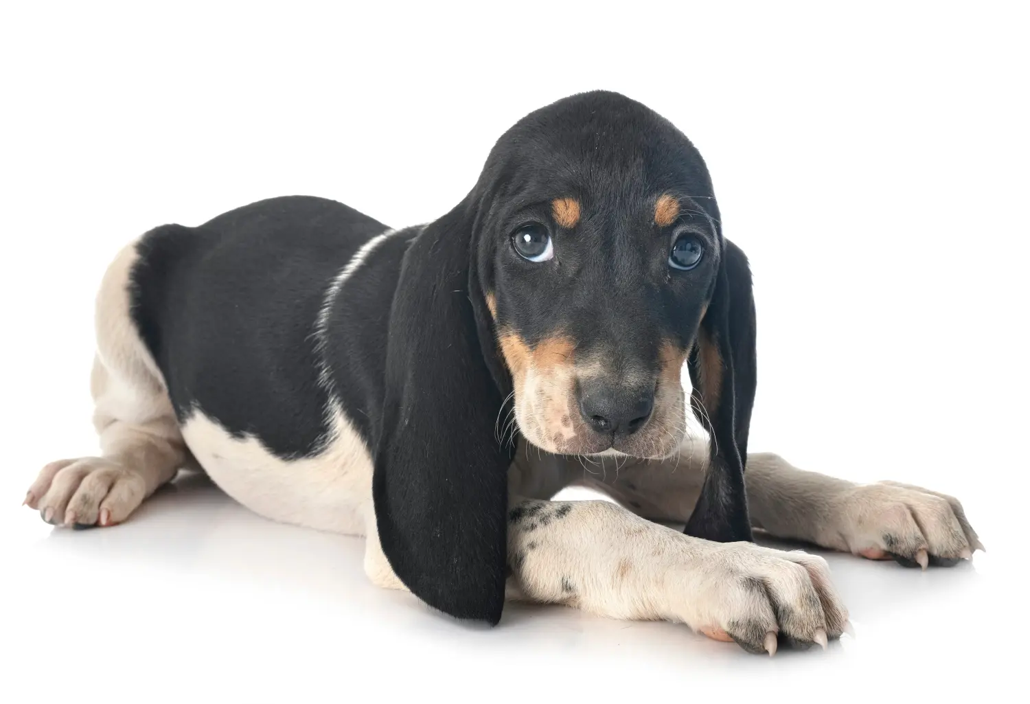 Comprar um cachorro de Swiss hound significa assumir a responsabilidade! Comprar cachorros Swiss hound.