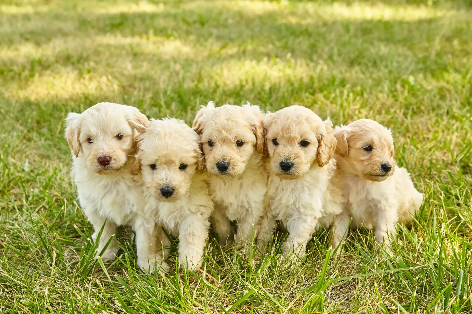 Comprar um cachorro Goldendoodle significa assumir responsabilidades! Comprar cachorros Goldendoodle.