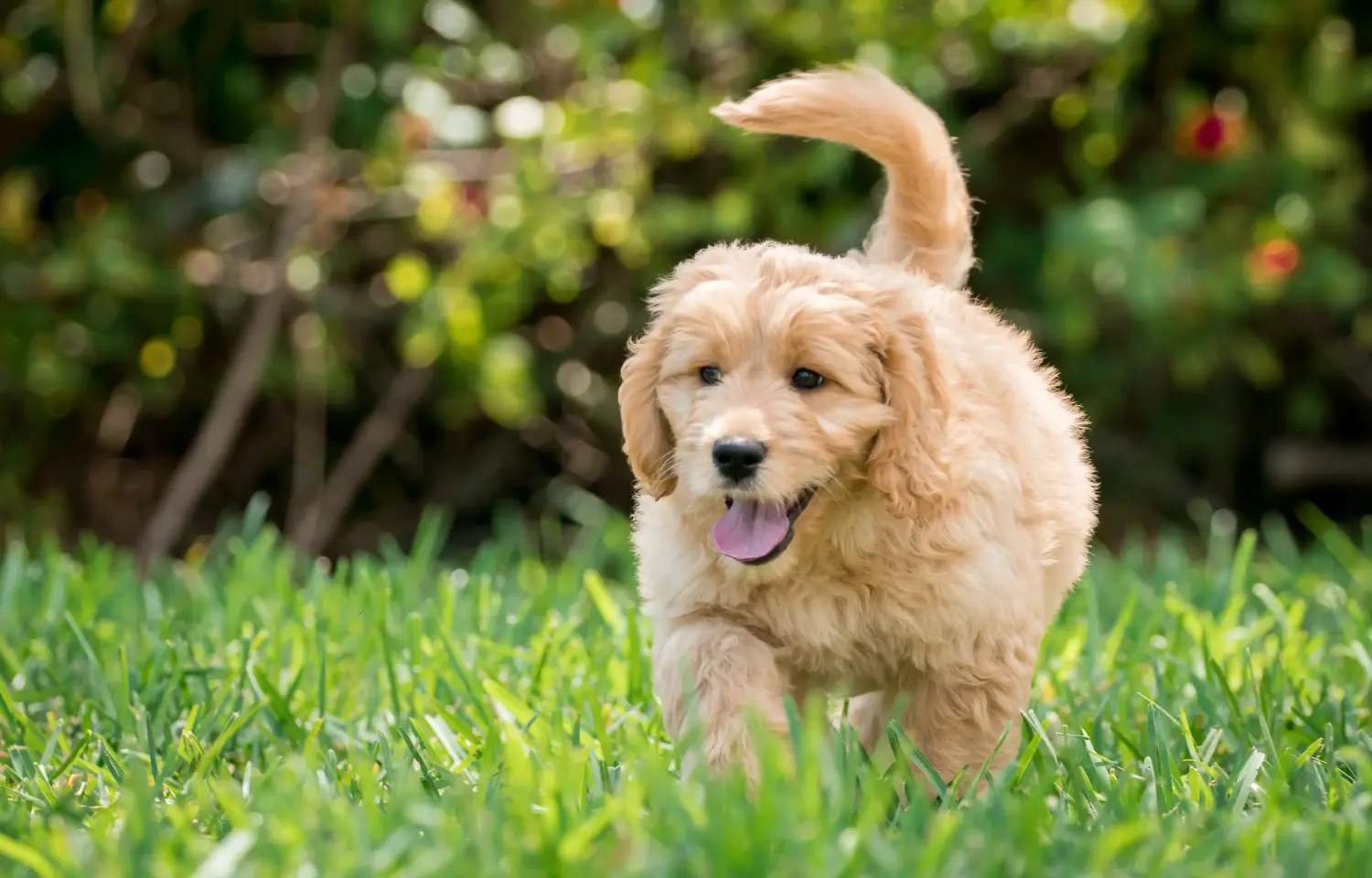Comprar um cachorro Goldendoodle significa assumir responsabilidades! Comprar cachorros Goldendoodle.