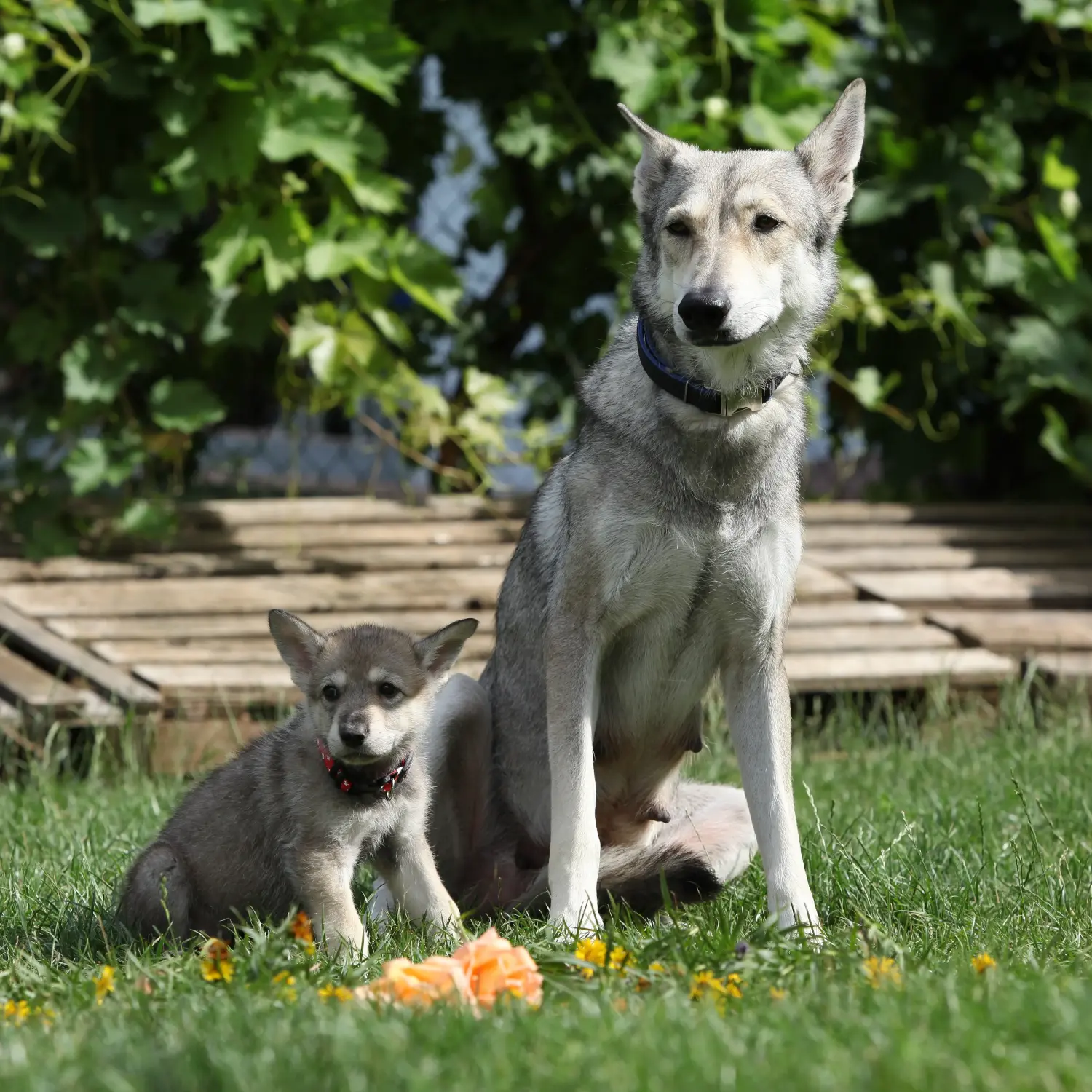 Comprar um cachorro Saarloos wolfhound significa assumir a responsabilidade! Comprar cachorros Saarloos wolfhound.