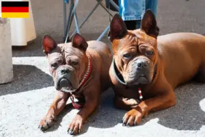Read more about the article Criadores e cachorros de cães chineses de Chongqing na Alemanha
