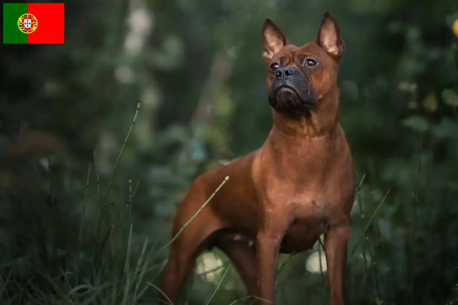 Read more about the article Criador de cães chineses de Chongqing