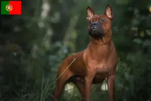 Read more about the article Criadores e cachorros de cães chineses de Chongqing em Portugal