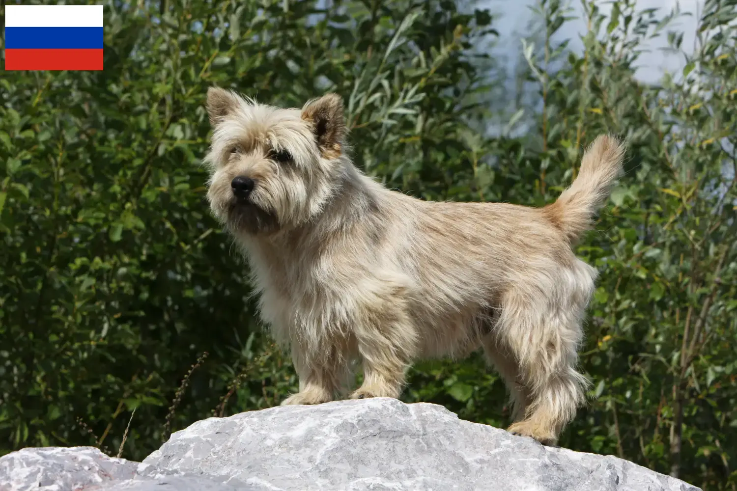 Read more about the article Criadores de Cairn Terrier e cachorros na Rússia