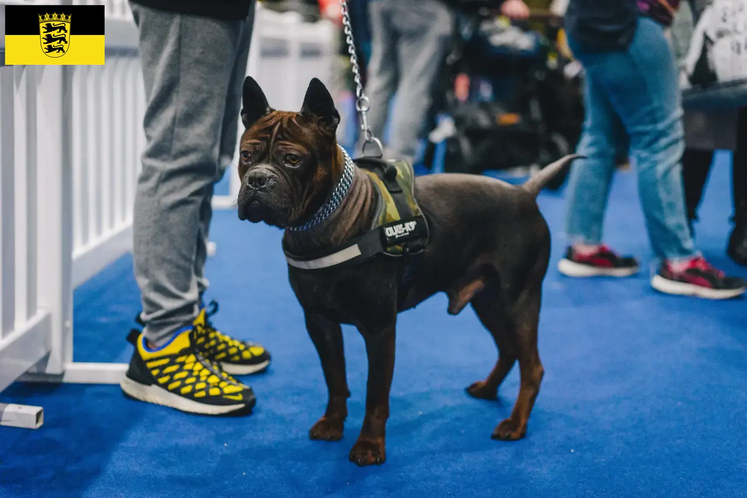 Read more about the article Criadores e cachorros de cães chineses de Chongqing em Baden-Württemberg