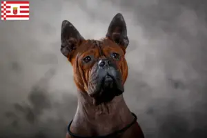 Read more about the article Criador de cães chineses de Chongqing e cachorros em Bremen