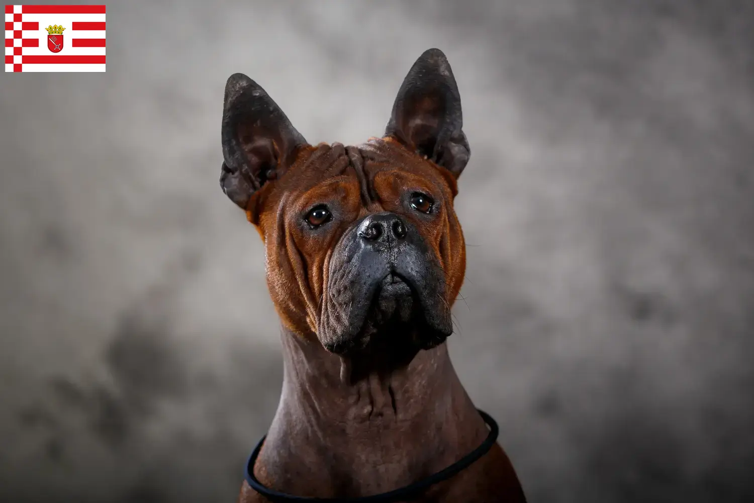 Read more about the article Criador de cães chineses de Chongqing e cachorros em Bremen