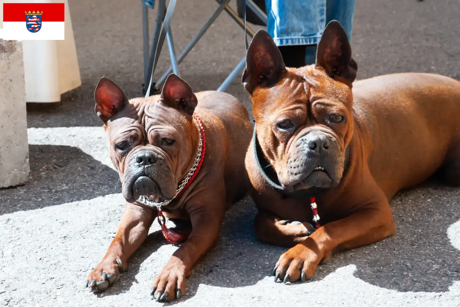 Read more about the article Criadores de cães chineses de Chongqing e cachorros em Hessen
