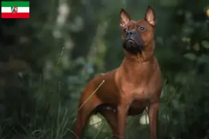 Read more about the article Criadores de cães chineses de Chongqing e cachorros na Renânia-Palatinado