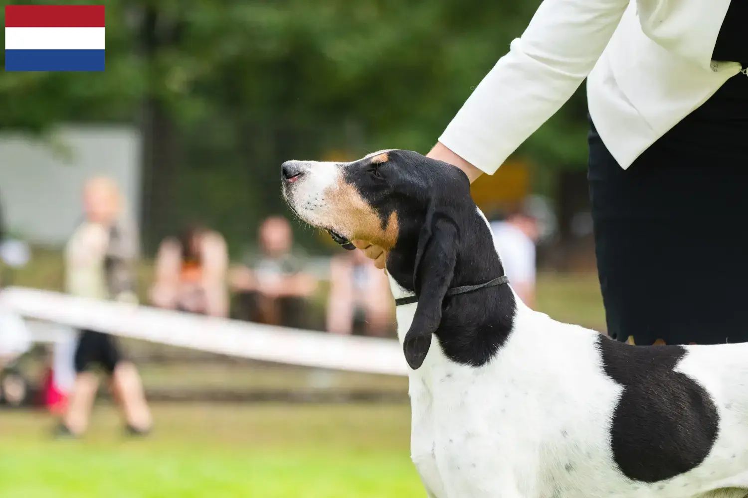 Cachorros e criadores de Swiss hound Países Baixos Aqui pode encontrar criadores de cães de corrida suíços nos Países Baixos.