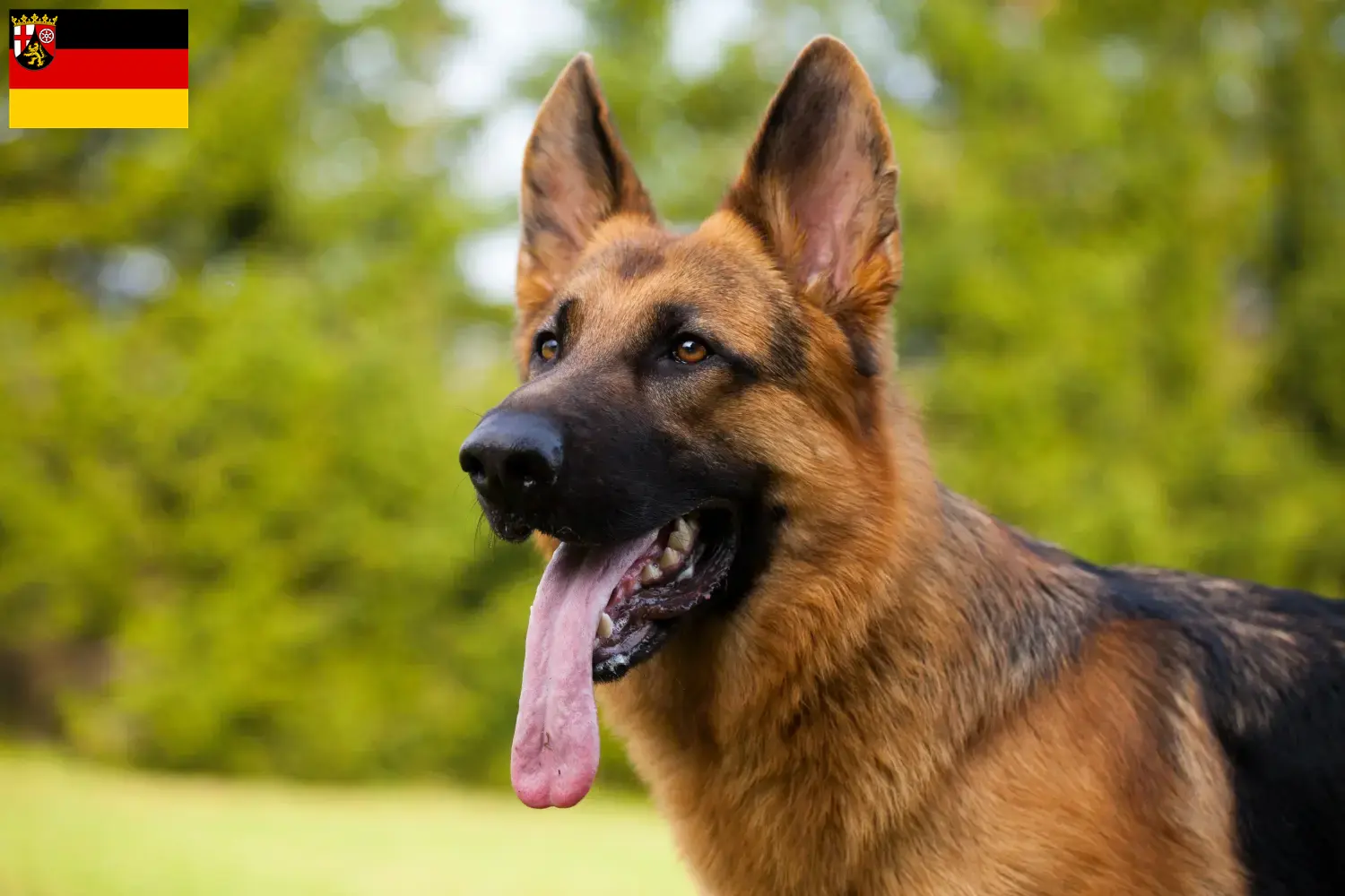 Filhotes de Pastor Alemão e Criador Renânia-Palatinado Aqui pode encontrar criadores de cães de pastor alemão em Rhineland-Palatinate.