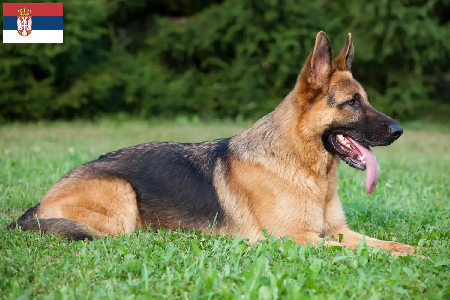 Cachorros e criadores de Pastor Alemão Sérvia Aqui pode encontrar criadores de cães de pastor alemão na Sérvia.