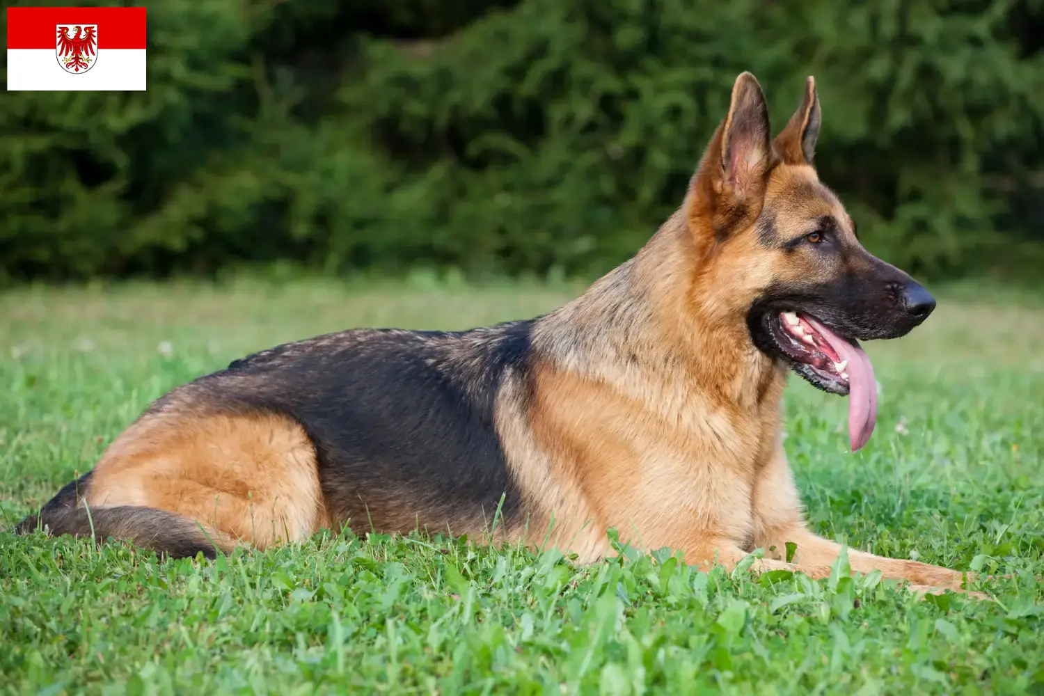 Filhotes de Pastor Alemão e Criador Brandenburg Aqui pode encontrar criadores de cães de pastor alemão em Brandenburg.