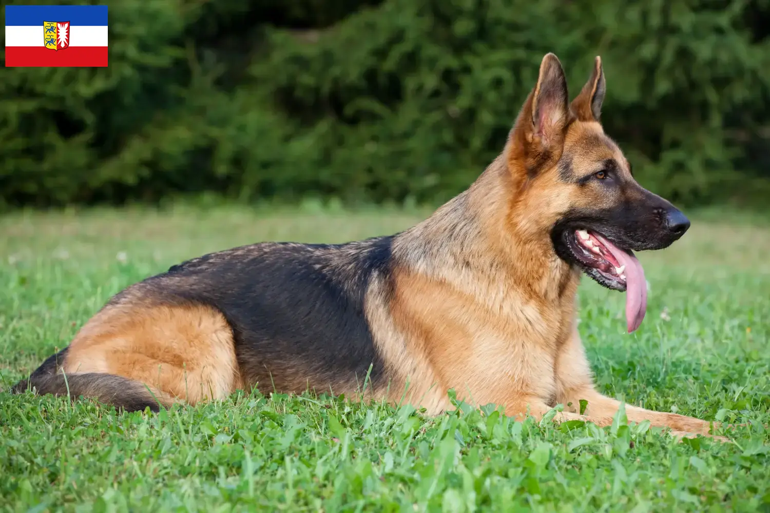 Filhotes de Pastor Alemão e Criador Schleswig-Holstein Aqui pode encontrar criadores de cães de pastor alemão em Schleswig-Holstein.