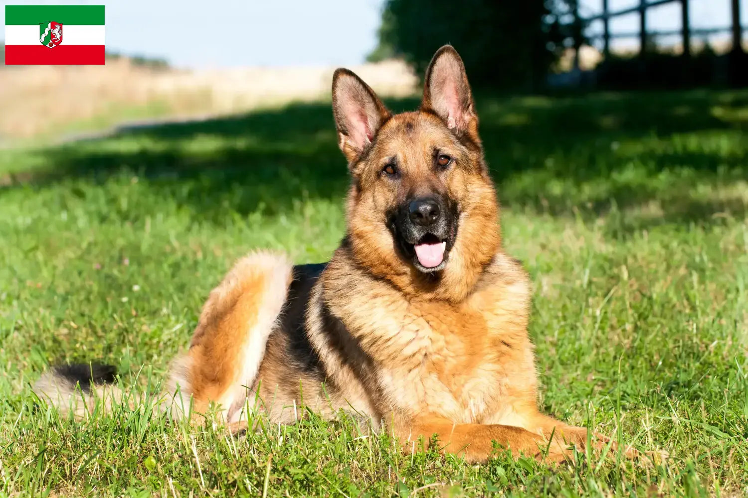 Filhotes de Pastor Alemão e Criador Renânia do Norte-Vestfália Aqui pode encontrar criadores de cães de pastor alemão na Renânia do Norte-Vestefália.
