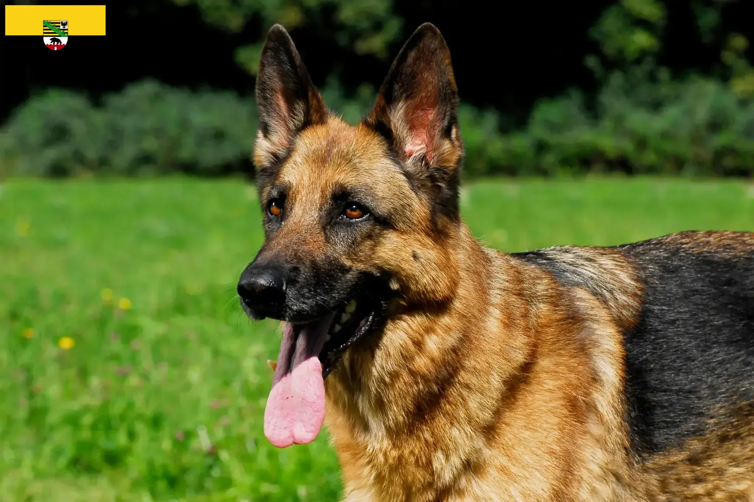Filhotes de Pastor Alemão e Criador Saxónia-Anhalt Aqui pode encontrar criadores de cães de pastor alemão em Saxónia-Anhalt.