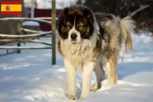 Read more about the article Criador de cães de pastor caucasiano e cachorros em Espanha