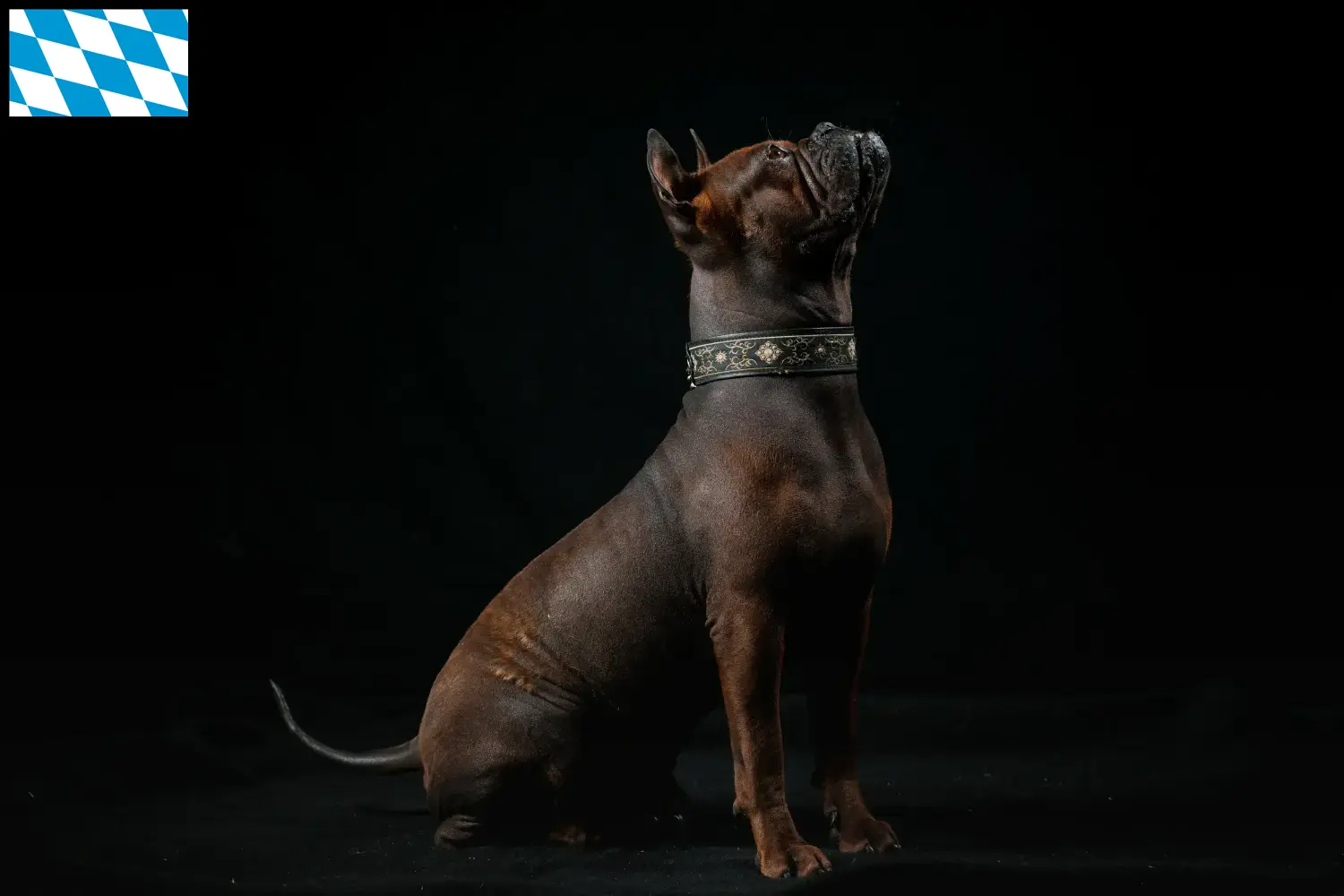 Cão chinês de Chongqing cachorros e criadores Baviera Encontre aqui criadores de cães chineses de Chongqing na Baviera.