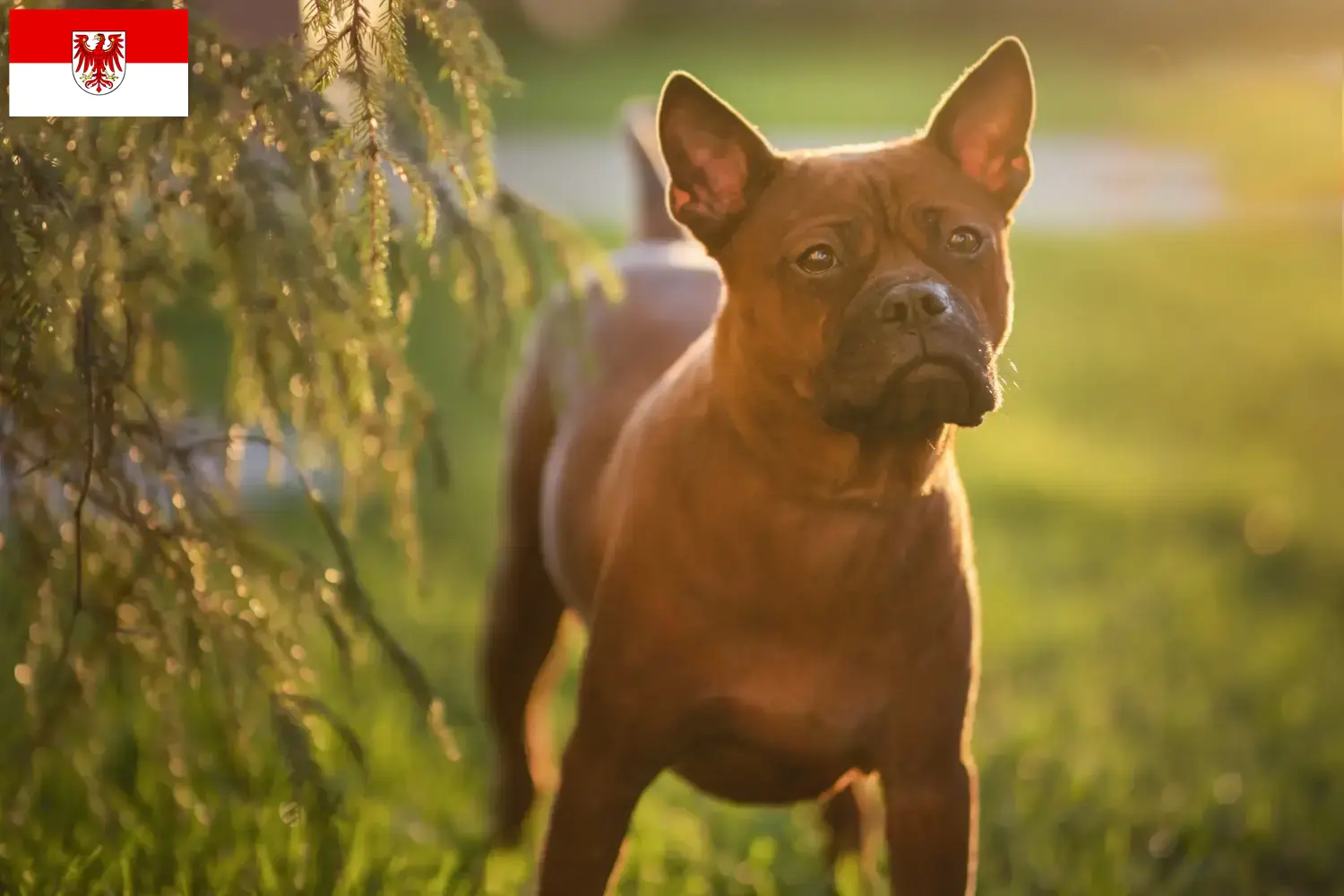 Read more about the article Criadores de cães chineses de Chongqing e cachorros em Brandenburg