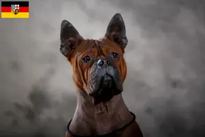 Read more about the article Criador de cães chineses Chongqing e cachorros em Saarland