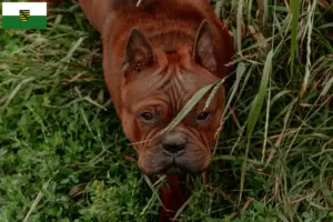 Read more about the article Criadores e cachorros de cães chineses de Chongqing na Saxónia