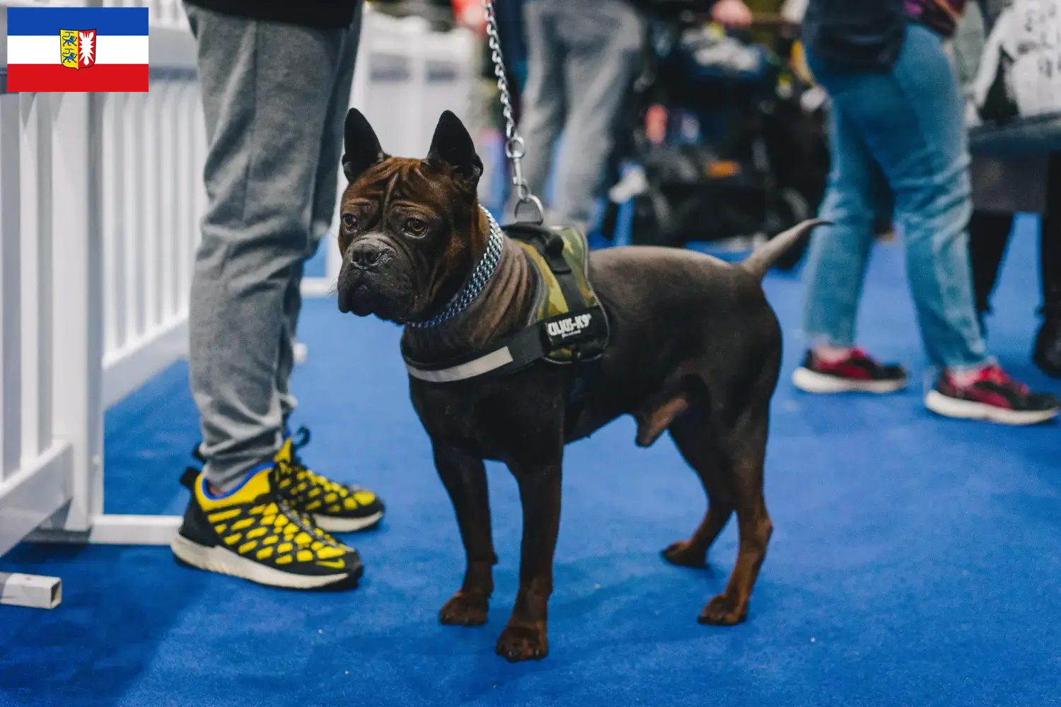 Read more about the article Criadores de cães chineses de Chongqing e cachorros em Schleswig-Holstein