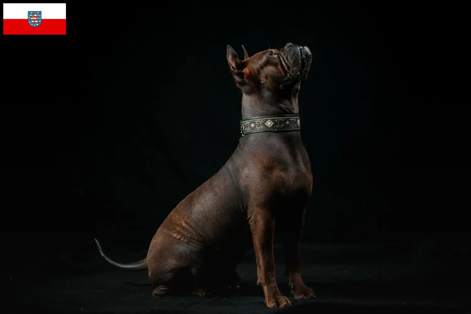 Read more about the article Criador de cães chineses Chongqing e cachorros na Turíngia