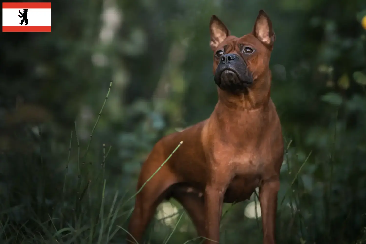 Read more about the article Criadores de cães chineses de Chongqing e cachorros em Brandenburg