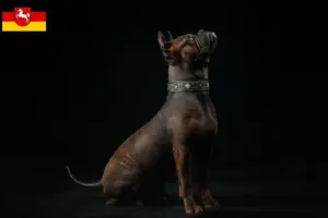 Read more about the article Criadores e cachorros de cães chineses de Chongqing na Renânia do Norte-Vestefália