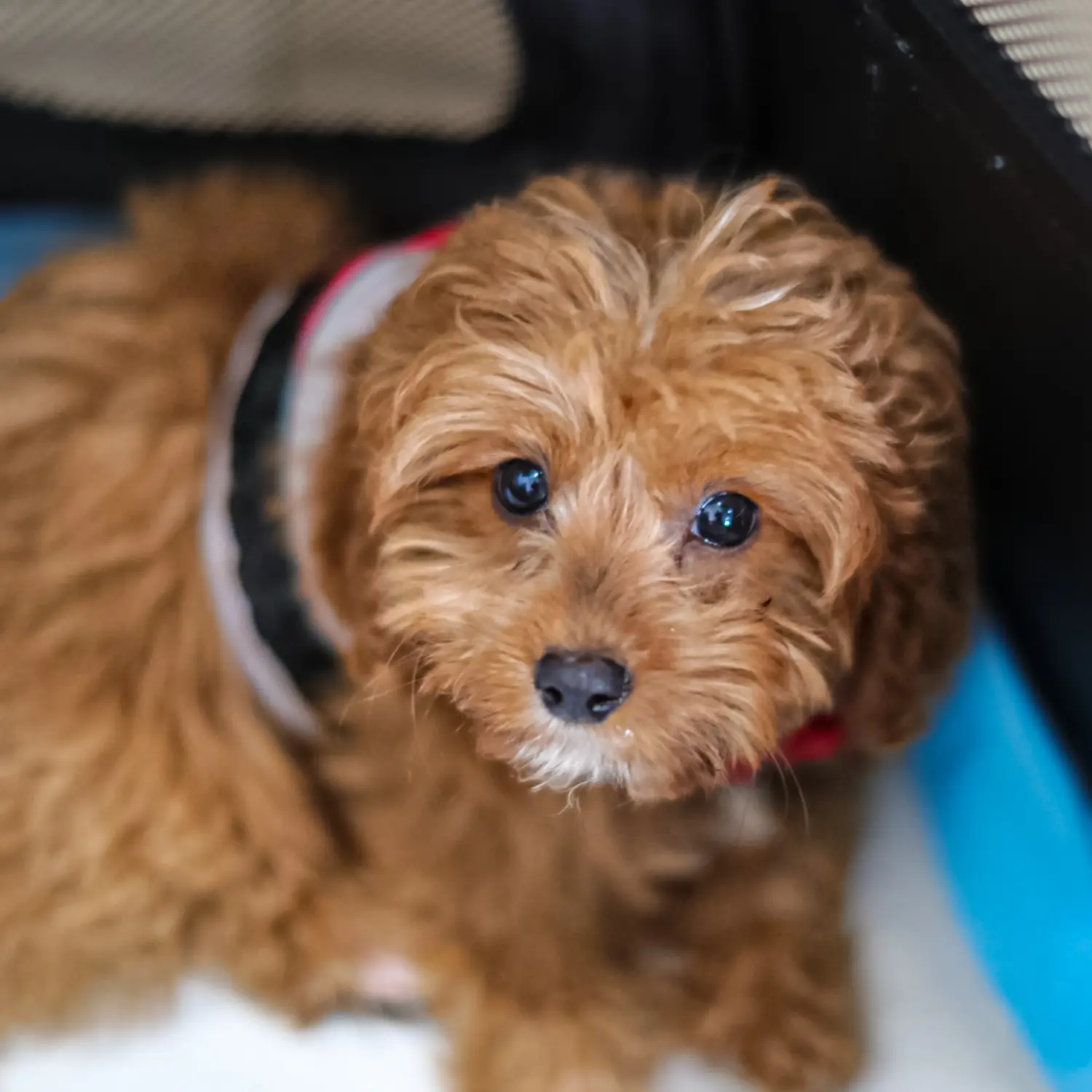 Comprar um cachorro Cavoodle significa assumir responsabilidades! Comprar cachorros Cavoodle.
