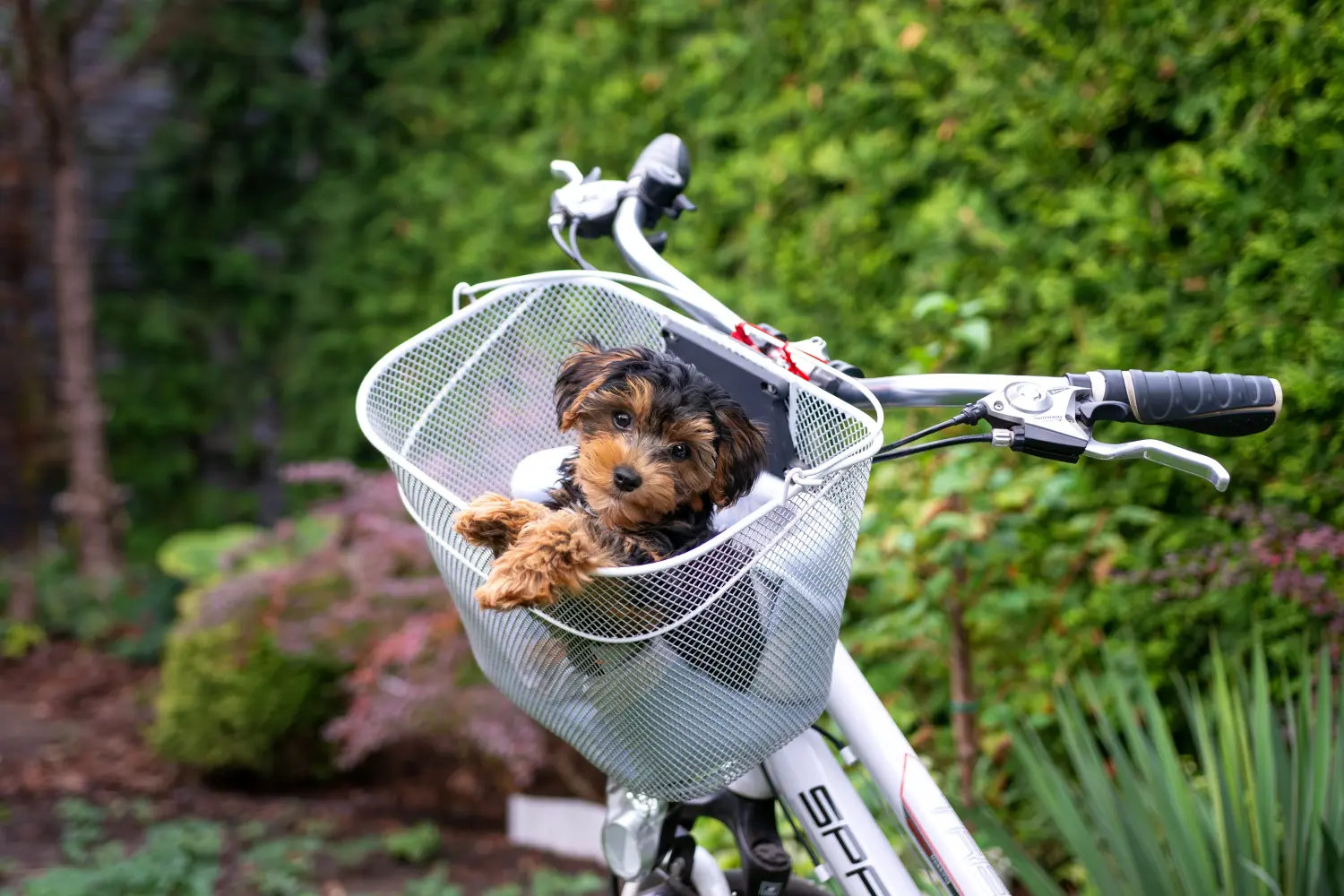 Comprar um cachorro Cavoodle significa assumir responsabilidades! Comprar cachorros Cavoodle.