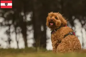 Read more about the article Criadores de Cavoodle e cachorros na Áustria