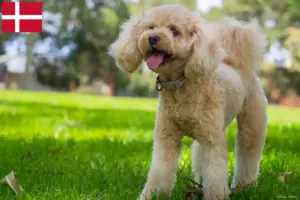Read more about the article Criadores de Cavoodle e cachorros na Dinamarca