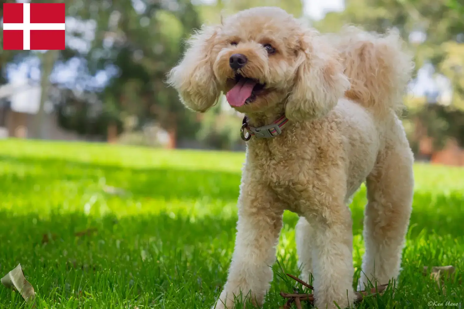 Cavoodle cachorros e criadores Dinamarca Aqui pode encontrar criadores de Cavoodles na Dinamarca.