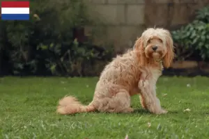 Read more about the article Criadores de Cavoodle e cachorros nos Países Baixos