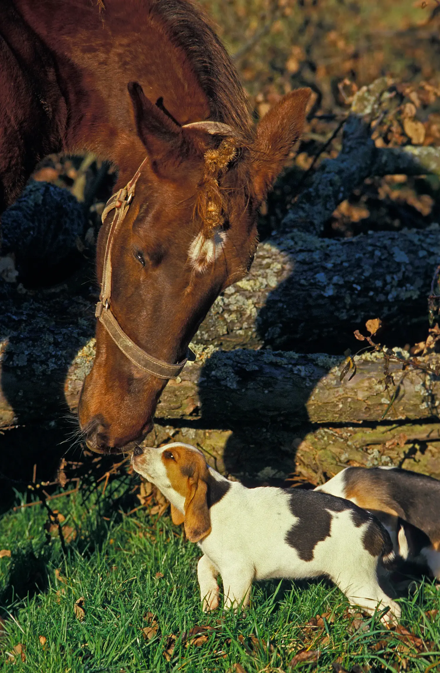 Comprar um cachorro Chien d'Artois significa assumir a responsabilidade! Comprar cachorros Chien d'Artois.