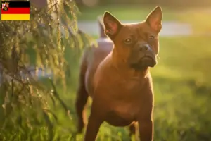 Read more about the article Criadores de cães chineses de Chongqing e cachorros na Renânia-Palatinado