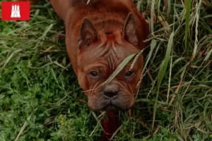Read more about the article Criadores de cães chineses de Chongqing e cachorros em Hessen