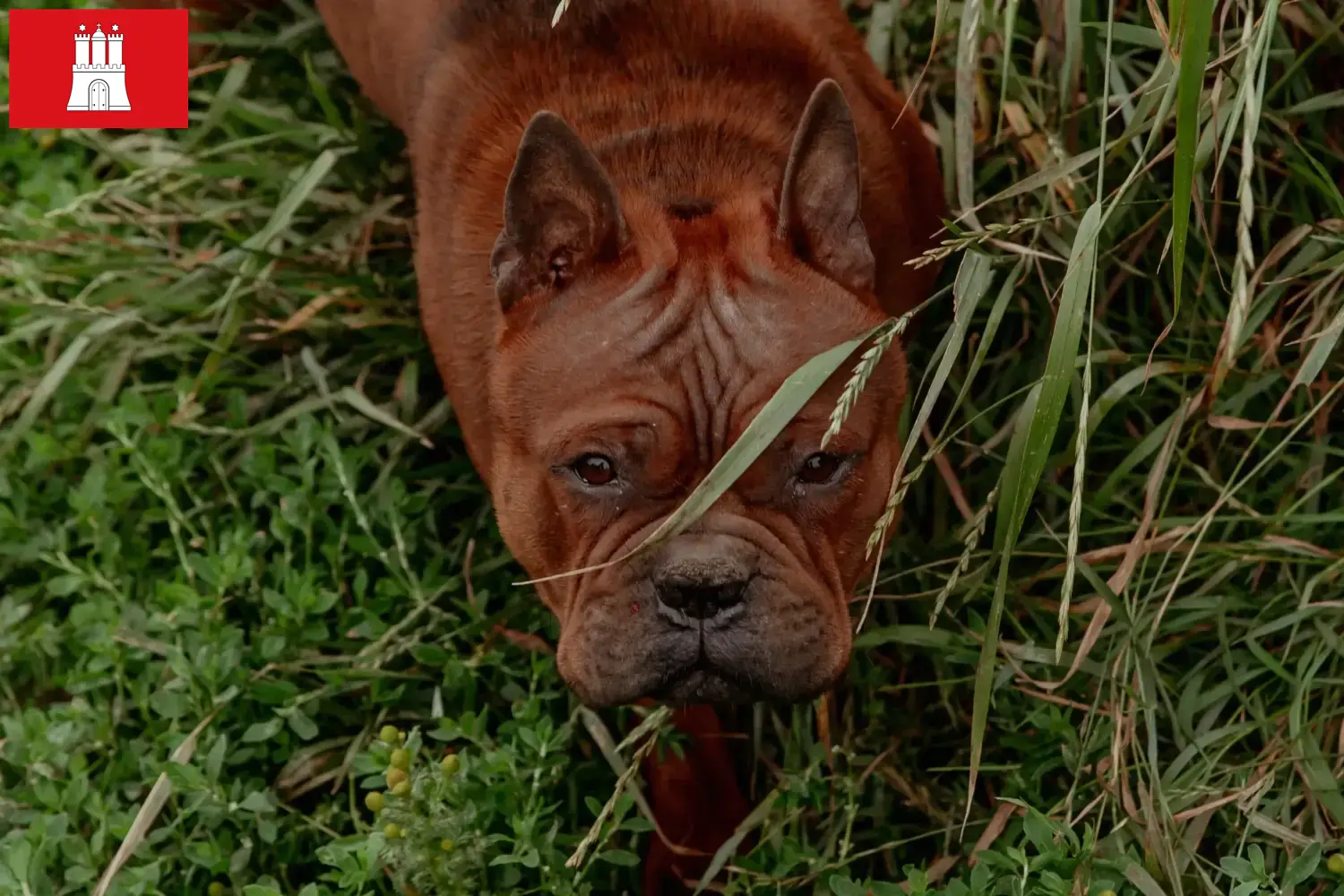 Read more about the article Criadores de cães chineses de Chongqing e cachorros em Hessen