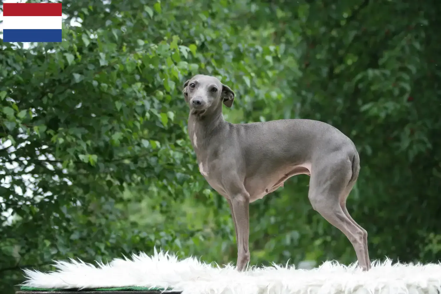 Cachorros e criadores de carrilhão de vento italiano Países Baixos Aqui pode encontrar criadores de sinos de vento italianos nos Países Baixos.