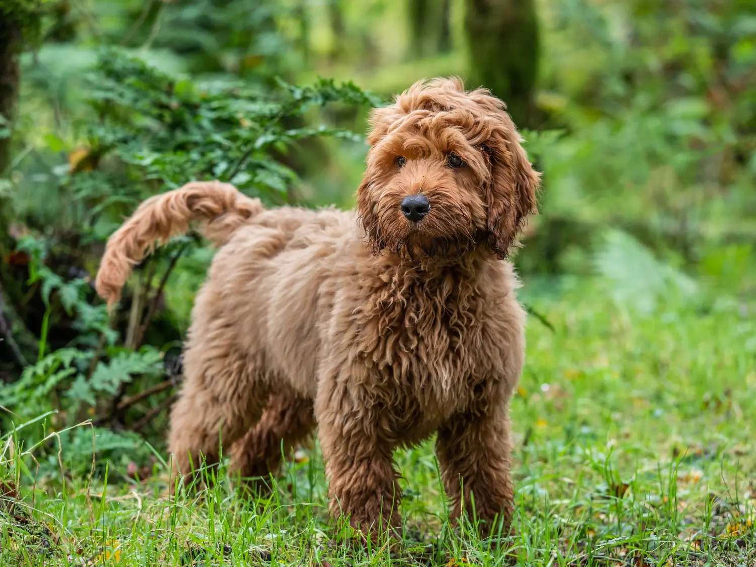 Comprar um cachorro Cockapoo significa assumir responsabilidades! Comprar cachorros Cockapoo.