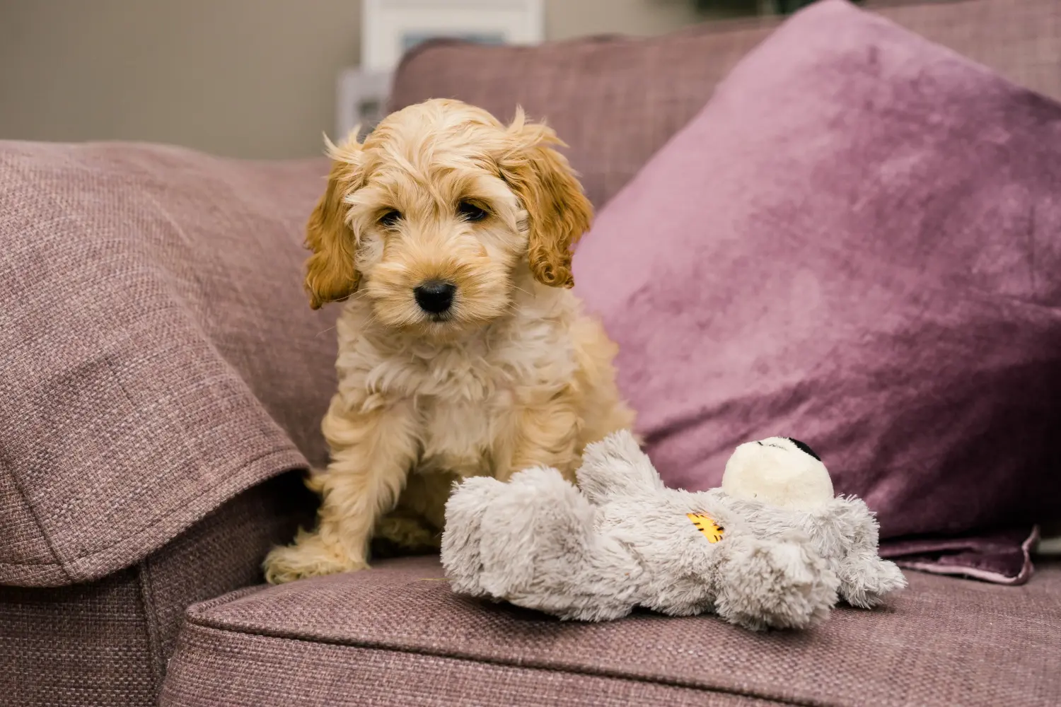 Comprar um cachorro Cockapoo significa assumir responsabilidades! Comprar cachorros Cockapoo.