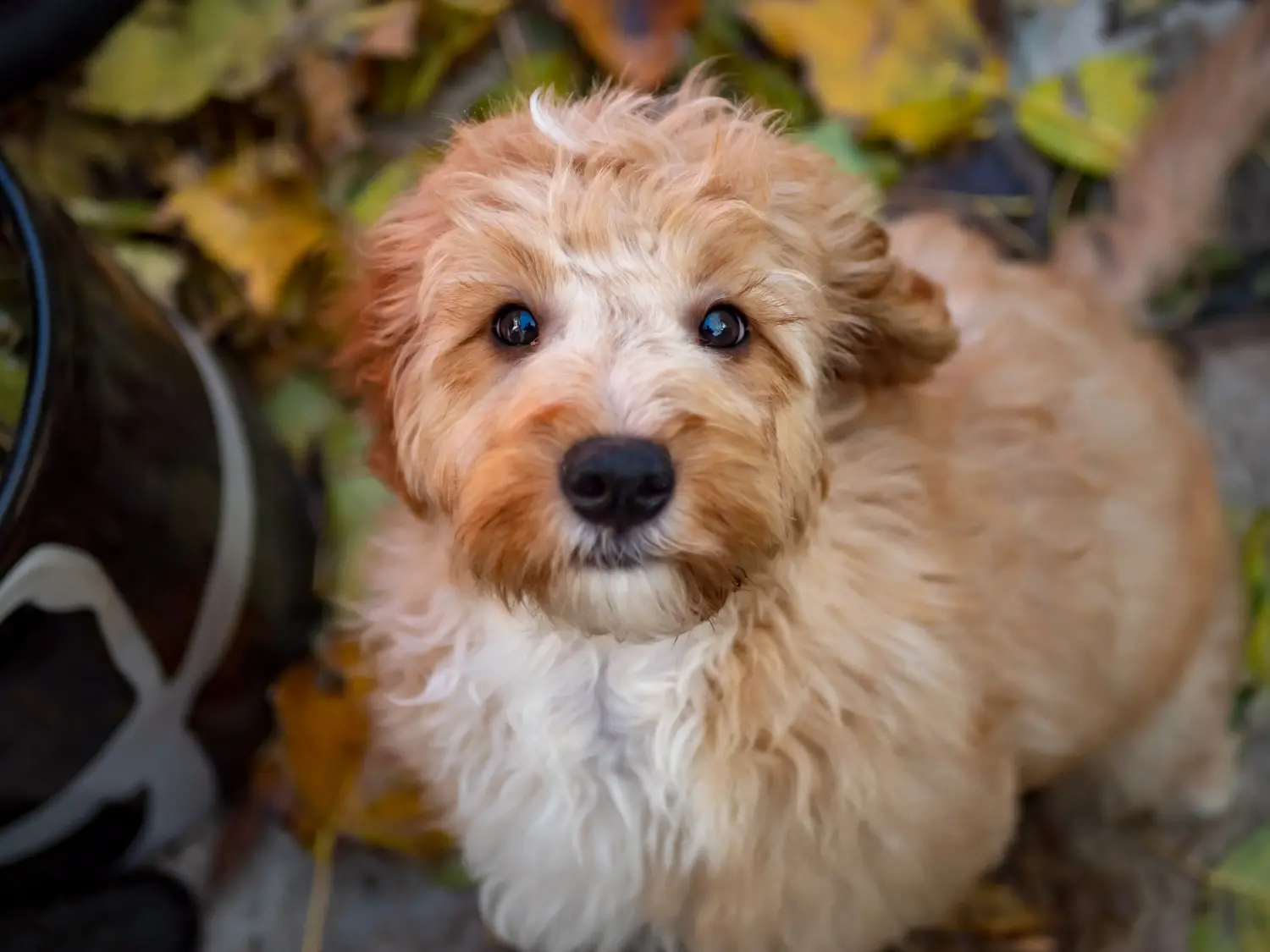 Comprar um cachorro Cockapoo significa assumir responsabilidades! Comprar cachorros Cockapoo.