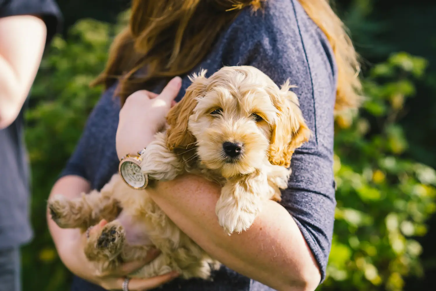 Comprar um cachorro Cockapoo significa assumir responsabilidades! Comprar cachorros Cockapoo.
