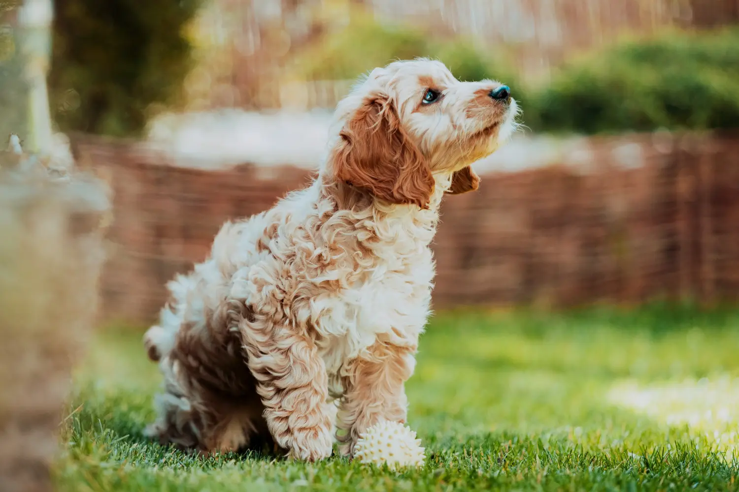 Comprar um cachorro Cockapoo significa assumir responsabilidades! Comprar cachorros Cockapoo.