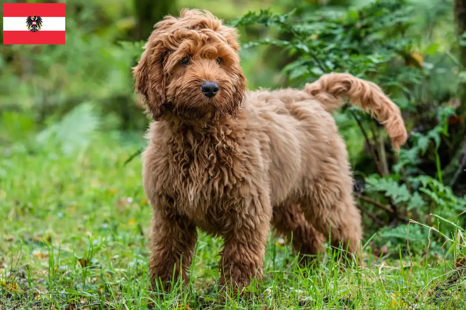 Read more about the article Criadores de Cockapoo e cachorros na Áustria
